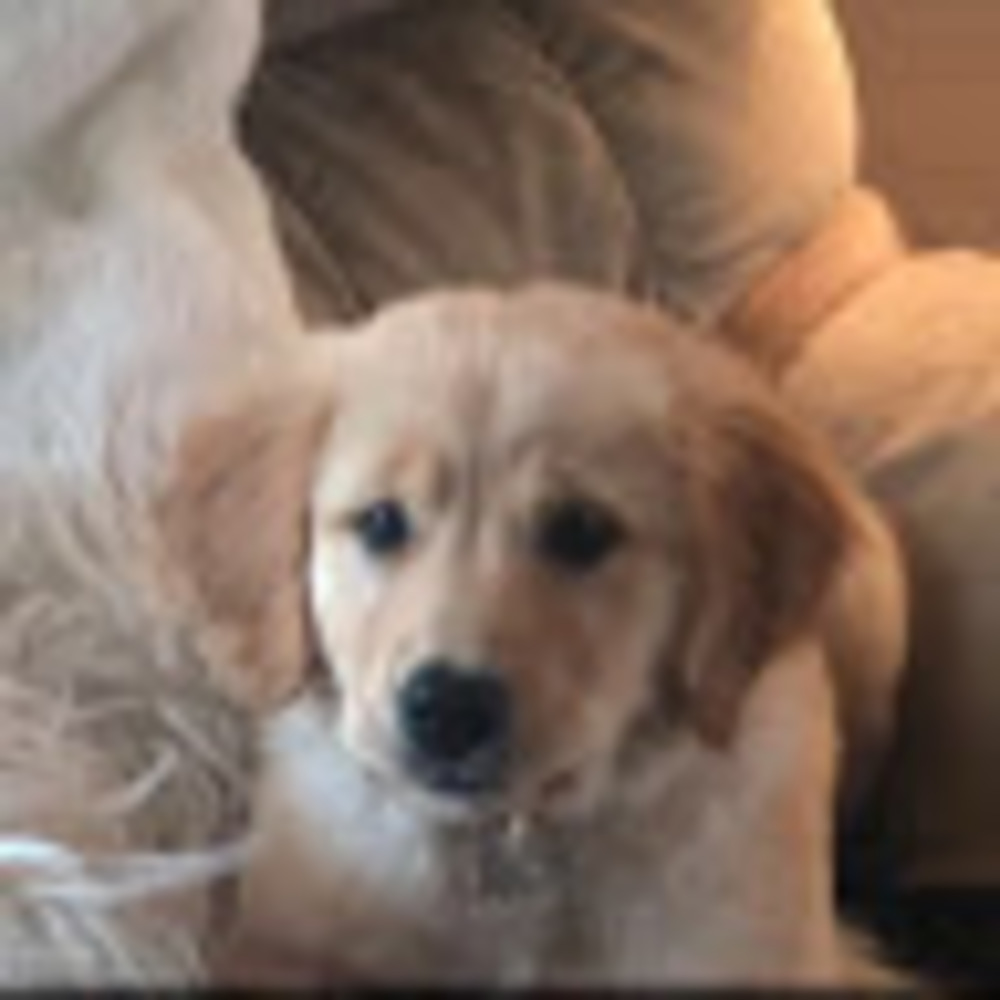 Meet your Posher, Lara